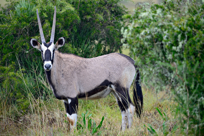 D4P7746 
 Oryx 
 Keywords: oryx;Gemsbok;wildlife;africa;eastern cape