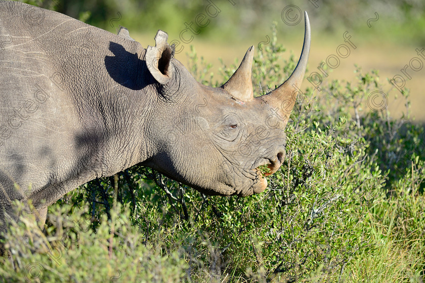 D4P7337 
 Black Rhino 
 Keywords: Black Rhino, Rhinocerous, African Wildlife, mammal, South Africa, Feeding, Head, endangered, East Cape, Shamwari,