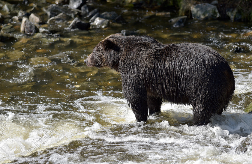 D4S7724 
 Female Grizzly (Brown) Bear standing in a salmon spawning channel looking for salmon 
 Keywords: Female,Grizzly,Brown,Bear,standing,fishing,salmon, British Columbia,Canada