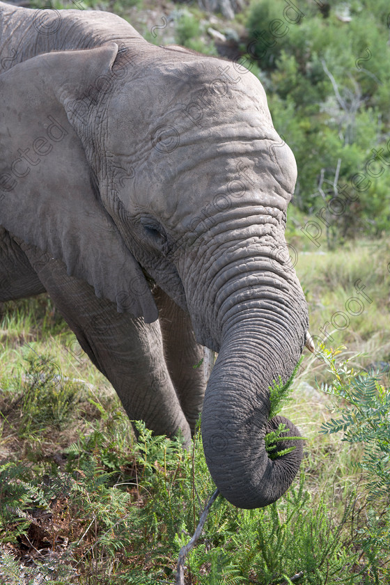 D3X7333 
 African Elephant 
 Keywords: Elephant,mammal,Elephantidae,Loxodonta africana,endagered,tusks,Pachyderm,Knysna,South Africa