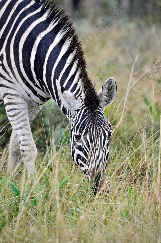 D4P7769 
 Zebra 
 Keywords: Zebra; wildlife;africa;eastern cape