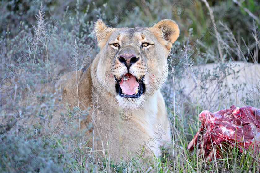 D4P7400 
 Lioness 
 Keywords: South Africa, Lioness, feeding, africa, Eastern Cape